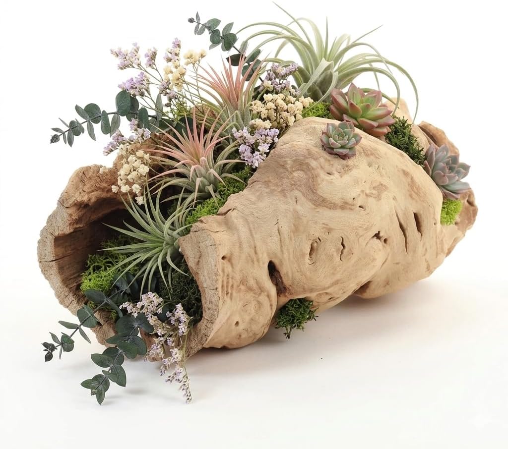 Koyal Wholesale 10" Hollow Grapewood Branch Decor 1Pcs Grapewood Centerpiece Vase Air Plants Sand Blasted Grapevine Wood Untreated Terrarium Wood Driftwood Decor