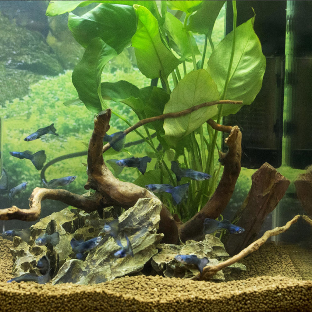 majoywoo Natural Coral Driftwood for Aquarium Decor Fish Tank Decorations, Assorted Driftwood Branch 6-10" 3 Pcs, Reptile Decor…